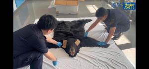 上海海關查獲1張北美黑熊皮制品地毯 非法進口被攔截