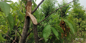 種植戶(hù)稱(chēng)桃子遭村民哄搶 警方介入 果園損失慘重