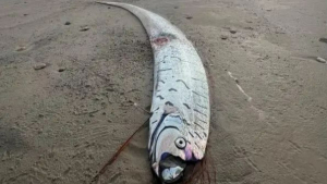 2.7米長“末日魚”驚現(xiàn)澳大利亞海灘,，專家緊急發(fā)聲：隨機(jī)事件，與地震無顯著相關(guān) 深海生物罕見現(xiàn)身