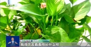 騙子被山東奶奶“三連殺” 智破“假孫子”騙局