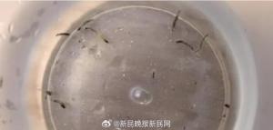 女童口吐活蟲一個(gè)多月 元兇竟是常見小黑蟲 警惕家中衛(wèi)生死角