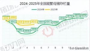 豬價(jià)3連漲,，三大原因曝光！5月母豬數(shù)再增長