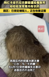 網(wǎng)紅卡皮巴拉夫妻疑遭投毒致死 園區(qū)已鎖定嫌疑人