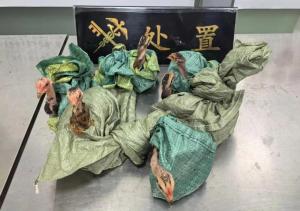 昆明海關(guān)查獲6只活體斗雞 夾藏入境被發(fā)現(xiàn)