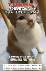 流浪貓帶獵物來喂它的女生家,，這是它第二次“送禮”