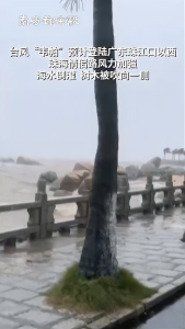 臺(tái)風(fēng)韋帕給市民吹來遍地海鮮 珠海人的“奇葩”居家趣事
