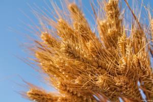 小麦“跌冒烟”了！11月8日小麦报价 市场情绪急转直下