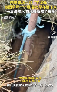 “羊坚强”被困1个月没喝水奇迹存活！