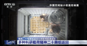 4只航天鼠完成任务回地球 太空实验圆满结束