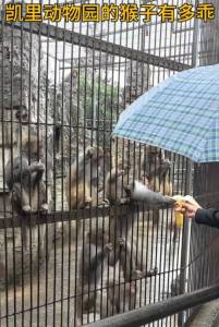 凯里动物园园长呼吁不要投喂动物 游客违规投喂引发争议