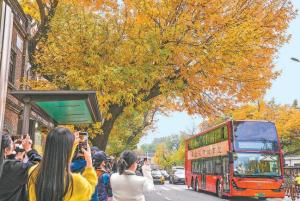 谁能比北京更懂秋天 增彩延绿绘秋景