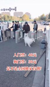 宠物狗进景区被收门票？景区回应 设有狗狗专属项目
