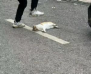 湖南教師當(dāng)學(xué)生面踩死流浪貓 校方回應(yīng) 已批評(píng)涉事教師