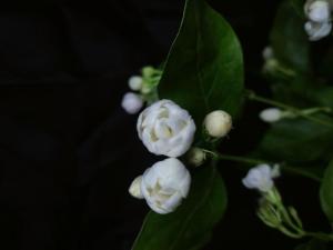 茉莉花茶竟能做包包 生活小助手的隱藏技能