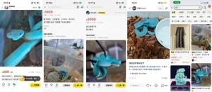 《疯狂动物城2》热播引发蛇类热卖 剧毒蛇网上热销引关注