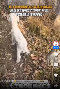 男子山上偶遇激萌羊羔，為何咩一聲就能“拐走”小羊？安全信號觸發(fā)尋母本能