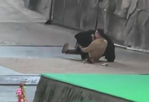 黑熊搶胡蘿卜襲擊飼養(yǎng)員 貪吃引發(fā)驚險一幕