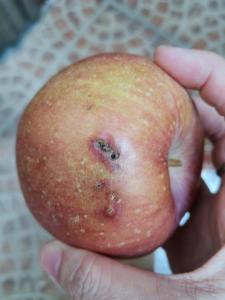 这3条食品安全谣言 你可能也曾中招