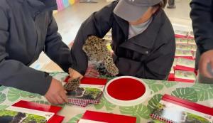 动物园让金钱豹按爪印做日历 小豹子“被迫营业”