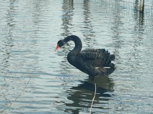 西郊雨洪调蓄工程迎来黑天鹅 生态改善见证