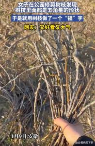 女子发现树枝断面都是五角星形状 自然与文化的美丽邂逅
