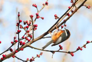 今年“三九”不冷 后面还会冷吗 回暖背后原因解析