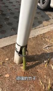 竹子穿透路灯生长 现已成网红打卡地 生命力顽强令人称奇