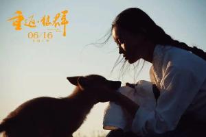 导演亦风回应“狼王”格林是否安好 草原上的忠诚与爱