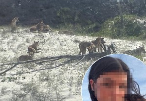 警方回应海滩上女子尸体遭野狗包围 悲剧震撼当地社区