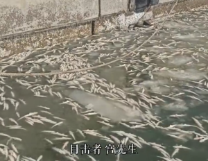 震撼！大连一海面密密麻麻全是冻住的鱼