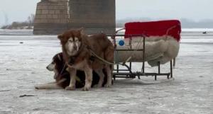 东北游“比家猫还乖”的雪狐不正常 动物福利引担忧