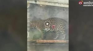 华南虎园回应一豹子肚子有“大洞” 已联系专家治疗