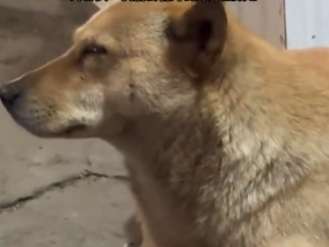 老人去世 养了两年的狗狗安静流泪