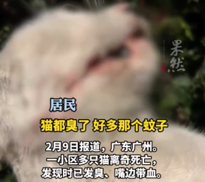 律师回应多只流浪猫疑被投毒死亡：若猫是被毒死，肇事者将负法律责任