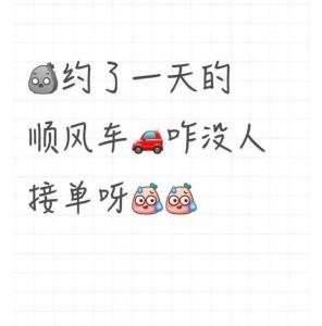 女子携宠遭顺风车司机索两倍车费 宠物出行难题引热议