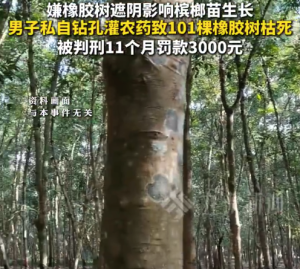 以案说法！男子灌农药致101棵橡胶树枯死获刑