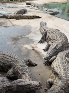 把鳄鱼养在家旁边是种什么体验？