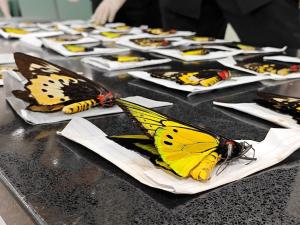 厦门海关查获43只濒危蝴蝶标本 旅检渠道最大查获案