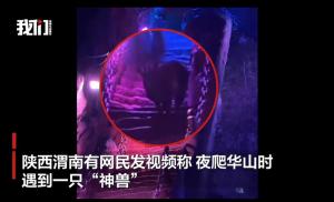 游客夜爬华山偶遇“四不像” 国家二级保护动物现身