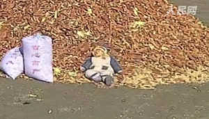 不用哄睡秒“关机” 网友：这个睡眠质量真让人羡慕