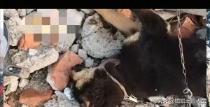 女子把过期牛奶给狗喝致其死亡：省了一盒奶钱，却搭上一条命