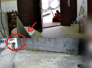 女子穿红衣服害怕牛丢下孩子跑进屋：实在是害怕所以跑了