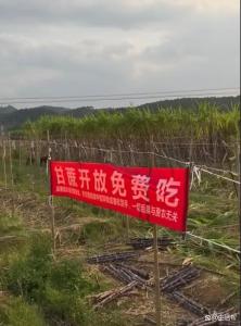 蔗农免费开放甘蔗地 滞销困境下的自救