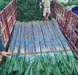 广州南沙甘蔗滞销 数百万斤滞留田间 甜蜜福利背后的产业之痛