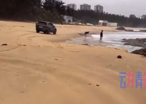 海南一男子沙滩狂飙结果车泡海里了：救援持续至天黑