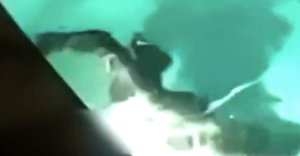 美国一巨鳄进居民家泳池游泳 发出嘶吼吓得警员连连后退