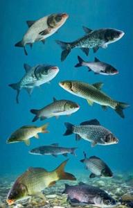 特朗普，对鲤鱼宣战？