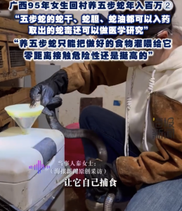 95后女生回村养6万条蛇年入百万