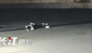 事发武汉闹市！女子一头栽倒在地突发休克 保安狂奔找医生