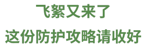 北京飞絮三波高发期 又爱又恨的杨柳飞絮季